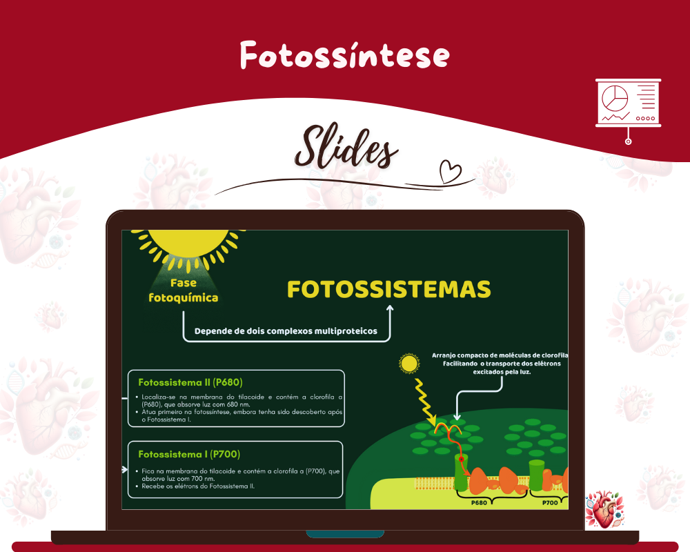 Slides - Fotossíntese
