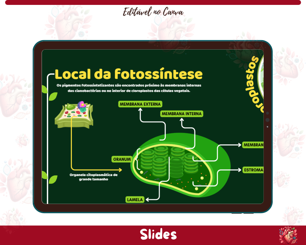 Slides - Fotossíntese Slides - Fotossíntese