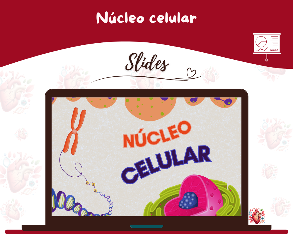 Slides - Núcleo celular