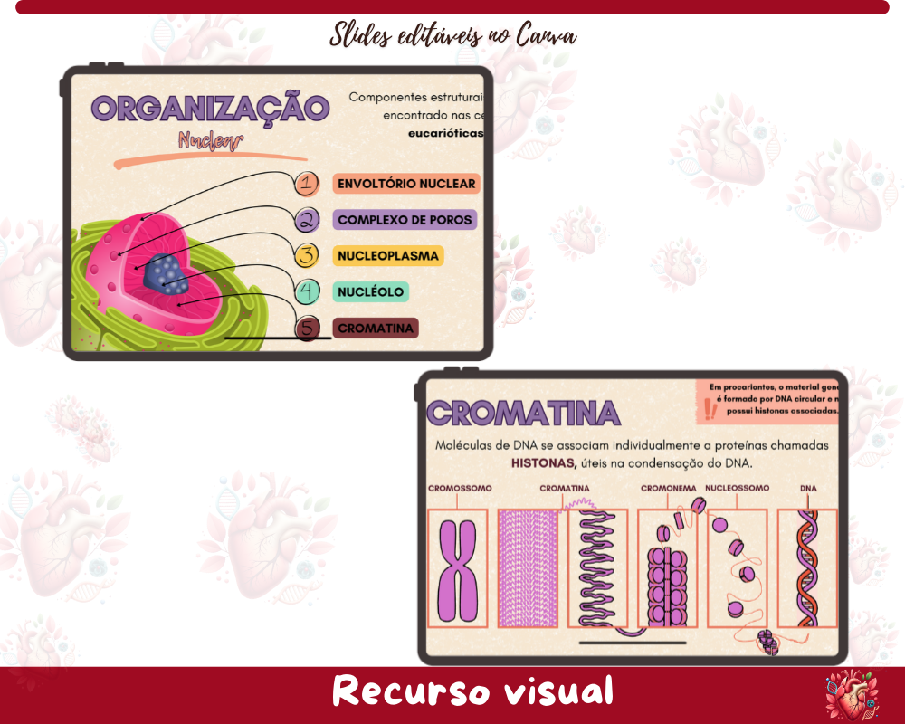 Slides - Núcleo celular