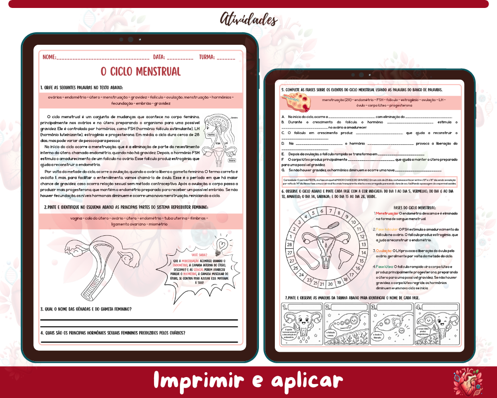 Atividades - Ciclo Menstrual Atividades - Ciclo Menstrual