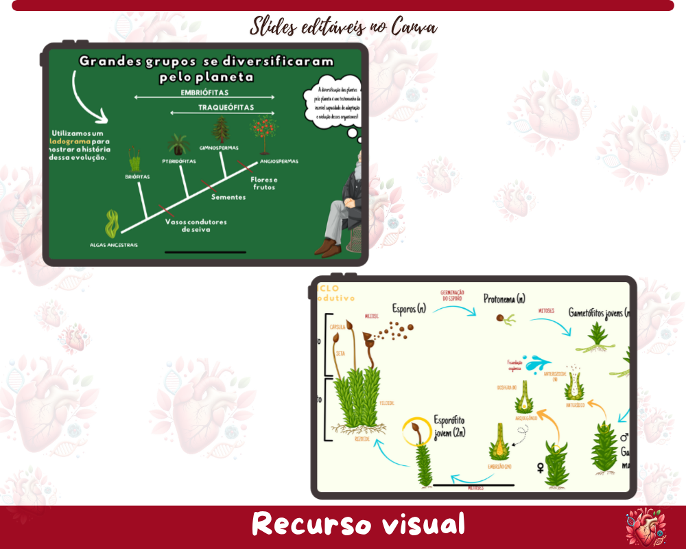 Slides - Grandes Grupos Vegetais Slides - Grandes Grupos Vegetais