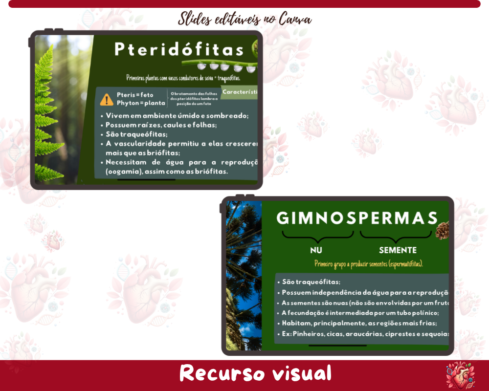 Slides - Grandes Grupos Vegetais Slides - Grandes Grupos Vegetais